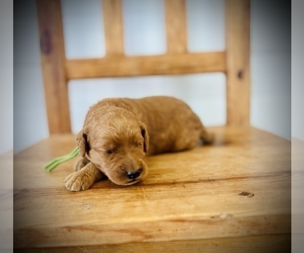 Medium Photo #4 Goldendoodle (Miniature) Puppy For Sale in SAINT JAMES, MO, USA