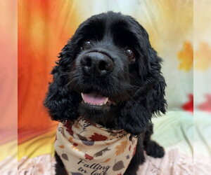 Raven - Female Cocker Spaniel Dog for Adoption - Photo #8