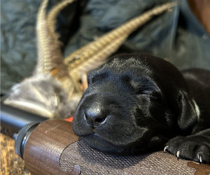 Labrador Retriever Puppy for sale in HARPERS FERRY, WV, USA