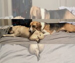 Small #1 Beagle Mix