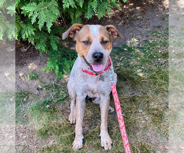 Medium Photo #2 Mutt Puppy For Sale in Canton, CT, USA