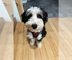 Small Photo #1 Australian Shepherd-Bernedoodle Mix Puppy For Sale in MELROSE, NY, USA