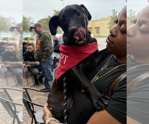 Oregano - TRAINING CAMP - Male Catahoula Leopard Dog-Unknown Mix Dog for Adoption - Photo #5