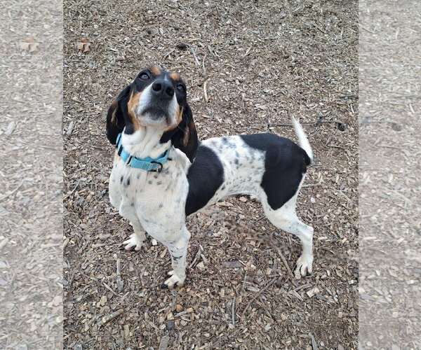 Medium Photo #3 Mutt Puppy For Sale in Clarkesville, GA, USA