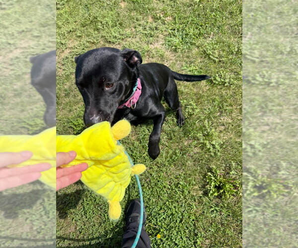 Medium Photo #2 Mutt Puppy For Sale in Pierceton , IN, USA
