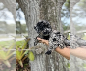 Goldendoodle (Miniature) Puppy for sale in BRADENTON, FL, USA