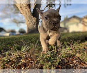 French Bulldog Puppy for sale in TAMPA, FL, USA