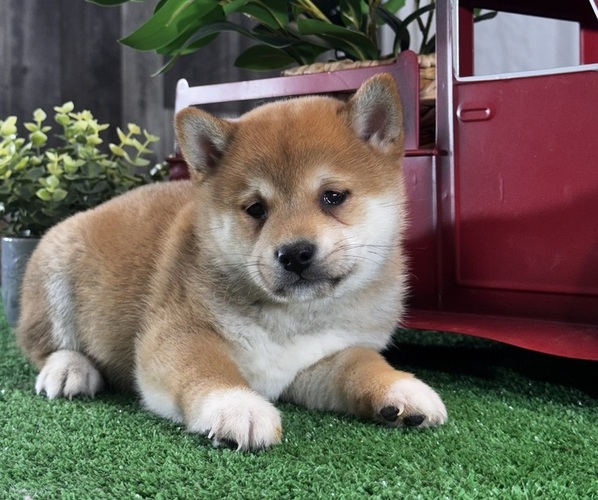 Medium Photo #6 Shiba Inu Puppy For Sale in CANOGA, NY, USA