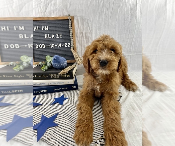 Medium Photo #5 Goldendoodle Puppy For Sale in WOODBURN, IN, USA