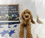 Small Photo #5 Goldendoodle Puppy For Sale in WOODBURN, IN, USA