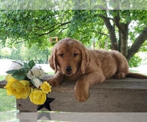 Golden Retriever Puppy for sale in FREDERICKSBG, OH, USA