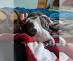 Small #5 American Pit Bull Terrier Mix