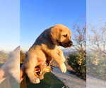 Small Photo #7 Anatolian Shepherd Puppy For Sale in TEHACHAPI, CA, USA