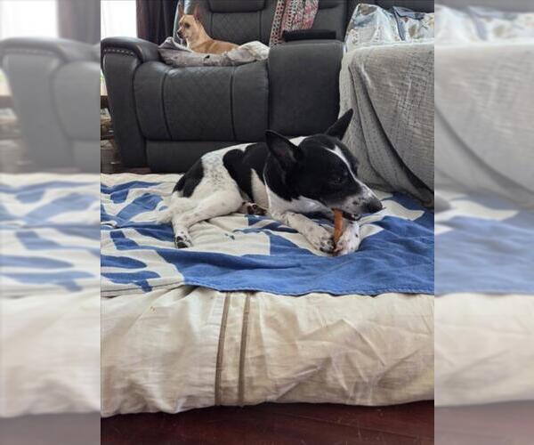 Medium Photo #2 Border Collie-Unknown Mix Puppy For Sale in Las Vegas, NV, USA