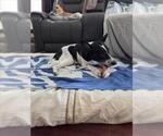 Small #1 Border Collie Mix
