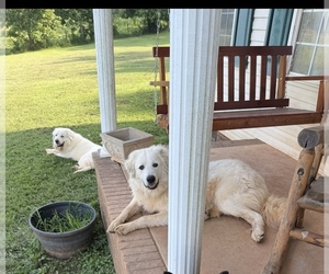 Mother of the Great Pyrenees puppies born on 09/16/2025