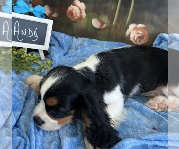 Medium Photo #4 Cavalier King Charles Spaniel Puppy For Sale in ABILENE, TX, USA