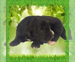 Small Photo #3 Golden Mountain Dog Puppy For Sale in BLACK FOREST, CO, USA