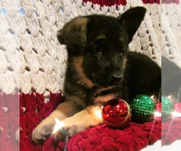 Medium Photo #2 German Shepherd Dog Puppy For Sale in NORWICH, OH, USA
