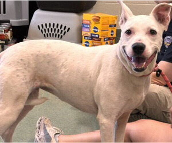 Medium Photo #2 American Bulldog-Unknown Mix Puppy For Sale in Lee's Summit, MO, USA
