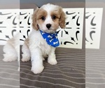 Image preview for Ad Listing. Nickname: cavapoo