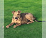 Small #1 Mutt