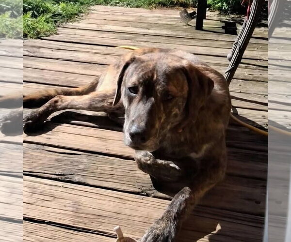 Medium Photo #2 Holland Shepherd-Plott Hound Mix Puppy For Sale in Germantown, OH, USA