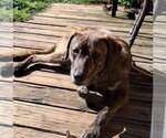 Small #1 Holland Shepherd-Plott Hound Mix