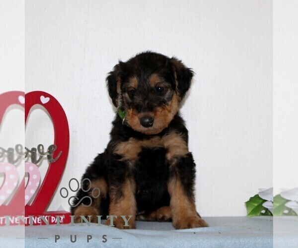Medium Photo #4 Airedale Terrier Puppy For Sale in HOLTWOOD, PA, USA