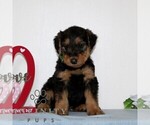 Small #3 Airedale Terrier