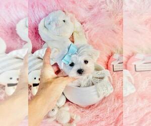 Maltese Puppy for sale in PALM BEACH, FL, USA