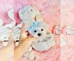 Small Maltese