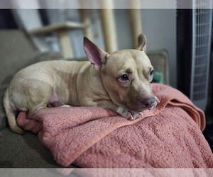 Mutt Dogs for adoption in  Gainesville, FL, USA