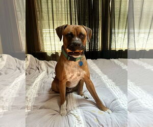 Boxer Dogs for adoption in Dumont, NJ, USA