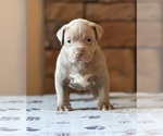Puppy 3 American Bully