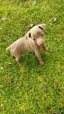 Miniature Pinscher Puppy for sale in BELL, FL, USA