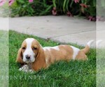 Small #2 Basset Hound