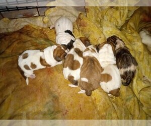 Basset Hound Puppy for sale in GREENVILLE, KY, USA