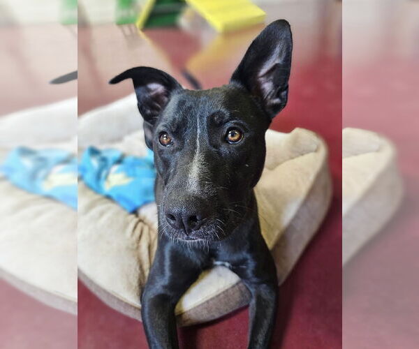 Medium Photo #2 American Pit Bull Terrier-Labrador Retriever Mix Puppy For Sale in Webster, WI, USA