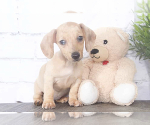 Dachshund Puppy for sale in RED LION, PA, USA