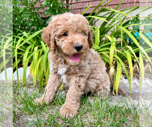 Goldendoodle (Miniature) Puppy for sale in ROY, UT, USA