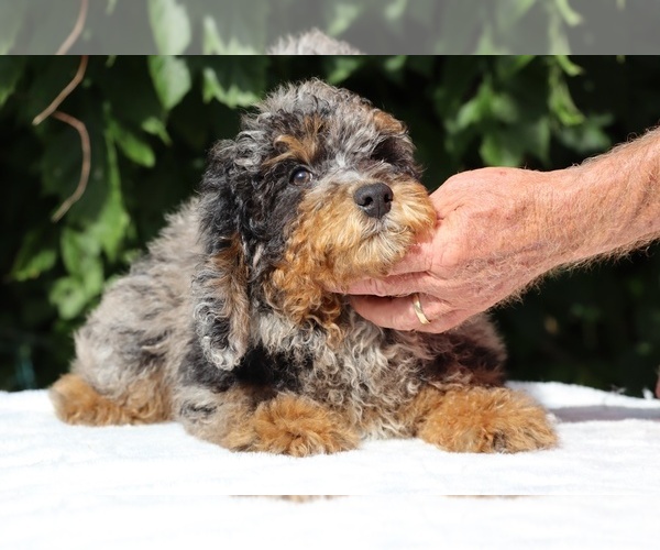 Medium Photo #3 Bernedoodle (Miniature) (+ Poodle Miniature) Puppy For Sale in DYERSBURG, TN, USA