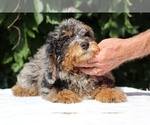 Small #2 Bernedoodle (Miniature) (+ Poodle Miniature)