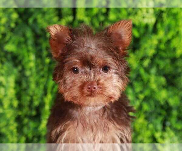 Medium Photo #3 Yorkshire Terrier Puppy For Sale in MOUNT VERNON, OH, USA