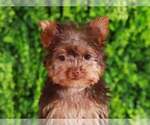 Small Photo #3 Yorkshire Terrier Puppy For Sale in MOUNT VERNON, OH, USA