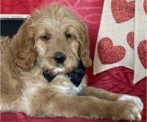 Goldendoodle Puppy for sale in LANCASTER, PA, USA