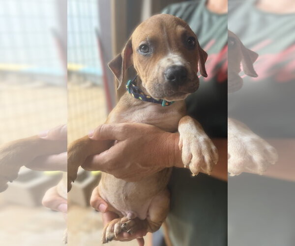 Medium Photo #2 Mutt Puppy For Sale in Jackson, MS, USA