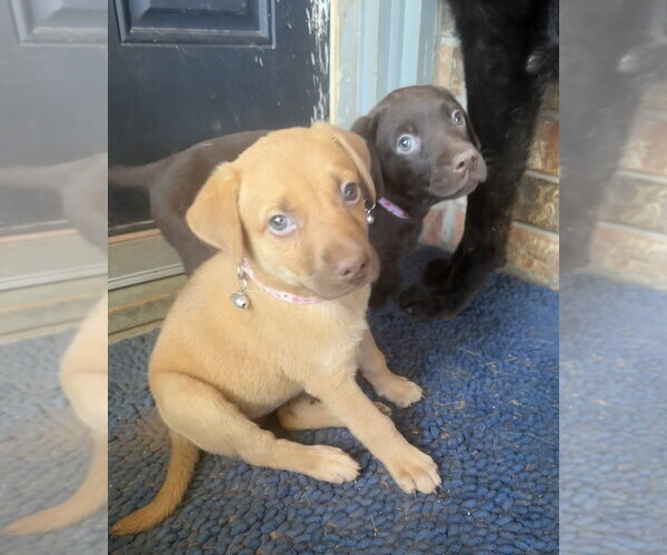 Medium Photo #4 Golden Retriever-Unknown Mix Puppy For Sale in OKLAHOMA CITY, OK, USA