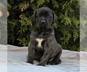 Mastiff Puppy for sale in MORGANTOWN, PA, USA