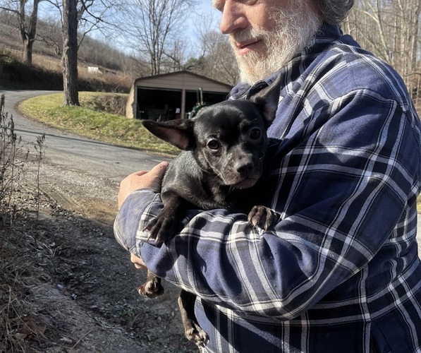 Medium Photo #65 French Bullhuahua Puppy For Sale in SPRAGGS, PA, USA